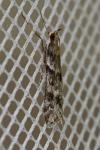 Eudonia angustea
