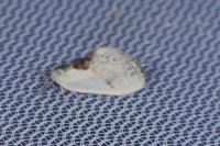 Cilix glaucata