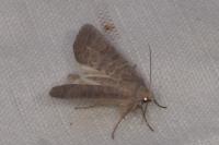 Hoplodrina ambigua