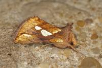 Plusia festucae