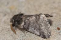Thaumetopoea processionea