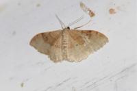 Idaea degeneraria