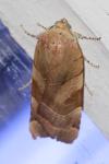 Noctua fimbriata