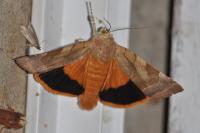 Noctua fimbriata