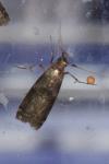 Phycita roborella