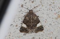 Tyta luctuosa