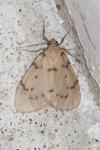 Paidia rica