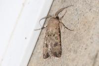Agrotis segetum