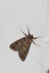 Agrotis segetum