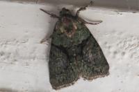 Cryphia algae