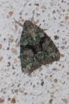 Cryphia algae