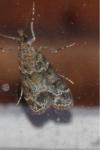 Eudonia mercurella