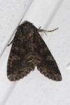 Mesapamea secalella/secalis