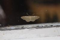 Idaea aversata