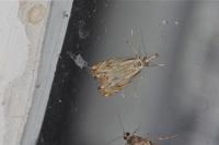 Catoptria falsella