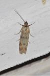 Homoeosoma sinuella