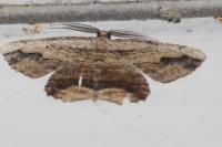 Menophra abruptaria