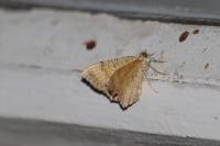 Camptogramma bilineata
