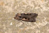 Xestia c-nigrum