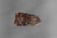 Noctua janthe/janthina