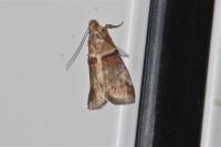 Acrobasis tumidana