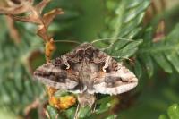 Autographa gamma