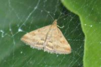 Pyrausta despicata