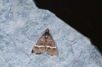 Pyrausta cingulata