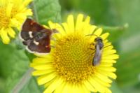 Pyrausta obfuscata