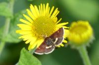 Pyrausta obfuscata