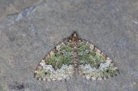 Colostygia olivata