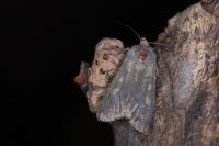 Euxoa decora simulatrix