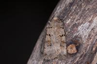 Eugnorisma depuncta