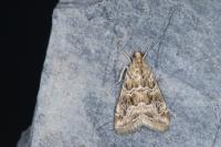 Hellula undalis