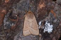 Mesogona acetosellae