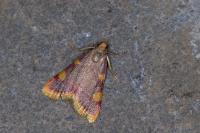Hypsopygia costalis