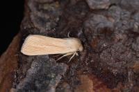 Mythimna pallens