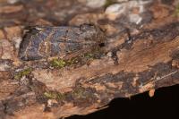 Tholera cespitis