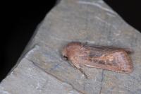 Episema glaucina