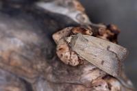 Agrotis trux