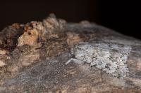 Acronicta euphorbiae