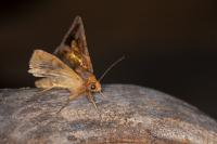 Chrysodeixis chalcites