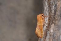 Atethmia centrago