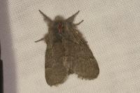 Trichiura crataegi