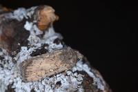 Luperina testacea