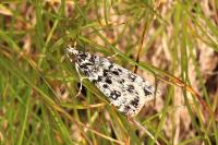 Eudonia vallesialis
