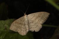 Scopula incanata