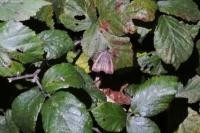 Hypena rostralis