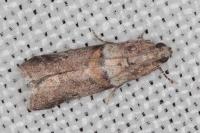 Acrobasis consociella