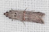 Pempelia palumbella